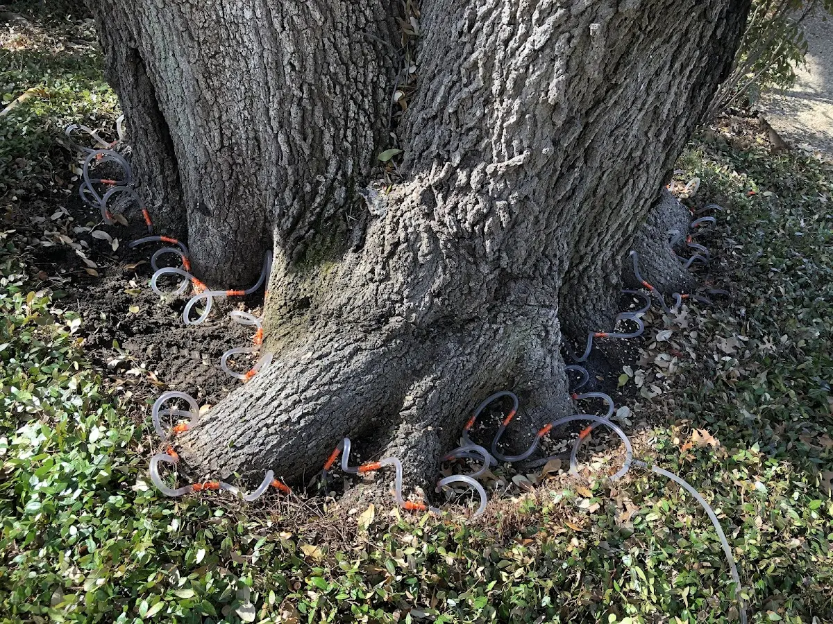 Detailed Tree Cabling and Bracing job site in Graymont