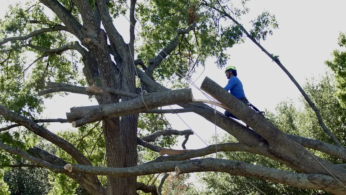 Professional Crown Thinning performed by certified arborists in Graymont