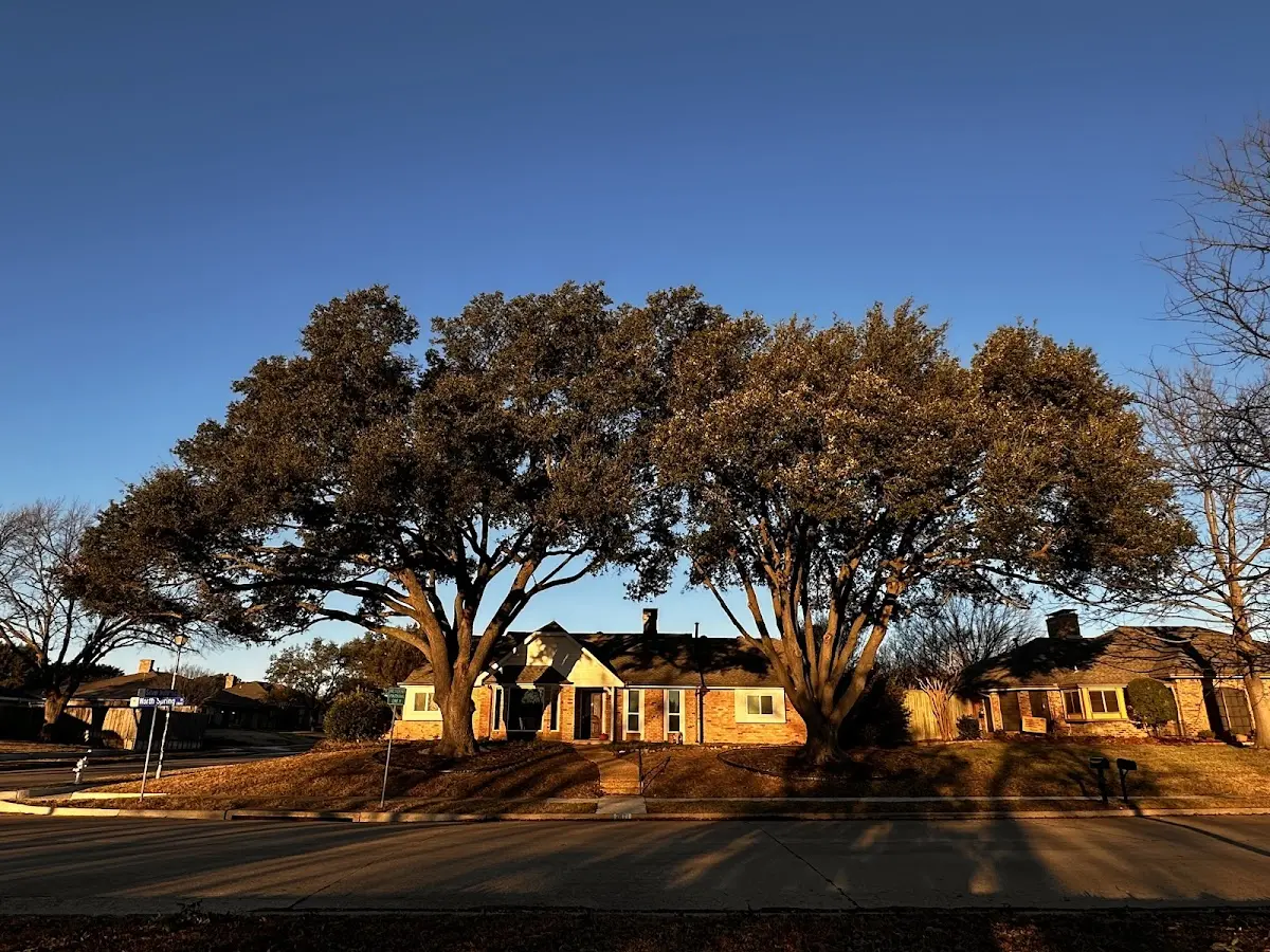 Established residential canopy tree shading a home in Graymont